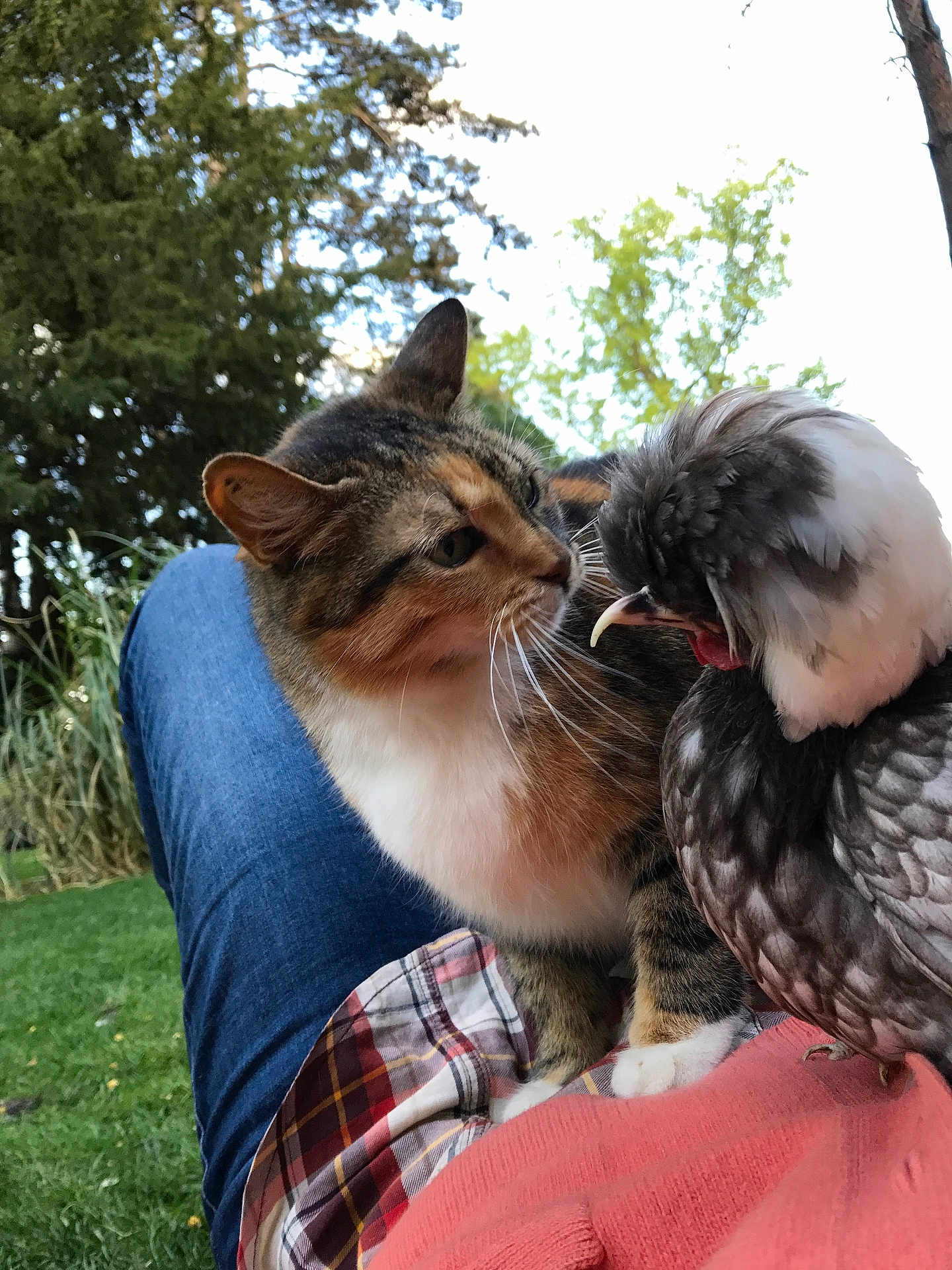 Mimine participe au concours pour gagner de l'argent avec cette photo : cat, bird, outdoor, nature, grass, trees, lap, curious, animal_interaction, pet, feathers, fur, plaid_shirt, denim_jeans, relaxation, close_up, daylight, wildlife, companion, friendly