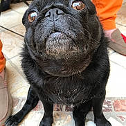 Chips a rejoint le concours — aidez-le/la à gagner de superbes lots ! dog, pug, black_dog, pet, animal, close_up, floor, tile_floor, sitting, looking_up, fur, gray_hair, muzzle, paw, human_leg, orange_pants, slippers, indoors, background, expression