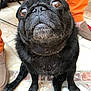 dog, pug, black_dog, pet, animal, close_up, floor, tile_floor, sitting, looking_up, fur, gray_hair, muzzle, paw, human_leg, orange_pants, slippers, indoors, background, expression
