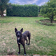 Venom a rejoint le concours — aidez-le/la à gagner de superbes lots ! alert, animal, brindle, bush, canine, cloudy_sky, collar, dog, fur, garden, grass, ground, leaves, nature, outdoor, pet, smiling, standing, tree, yard