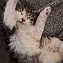 kitten, cat, sleeping, fluffy, paws, furry, cute, pet, animal, relaxing, cozy, blanket, texture, fur, whiskers, pink_nose, indoor, resting, adorable, young