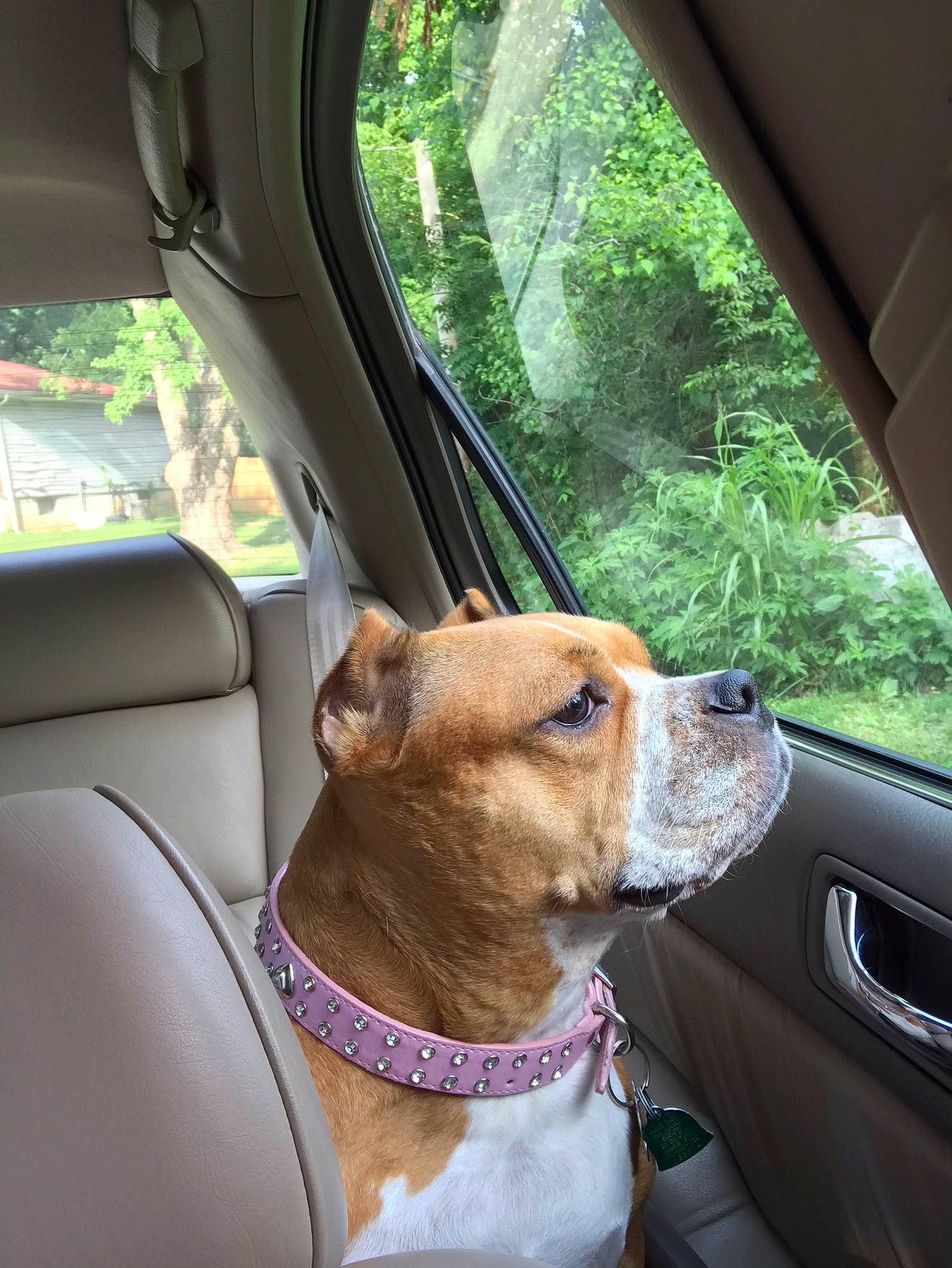 Jada is registered to the contest to win money with this photo: automotive_exterior, automotive_mirror, car, car_seat, car_seat_cover, carnivore, collar, companion_dog, dog, dog_breed, dog_collar, fawn, mode_of_transport, motor_vehicle, rear_view_mirror, steering_wheel, tree, vehicle, vehicle_door, window