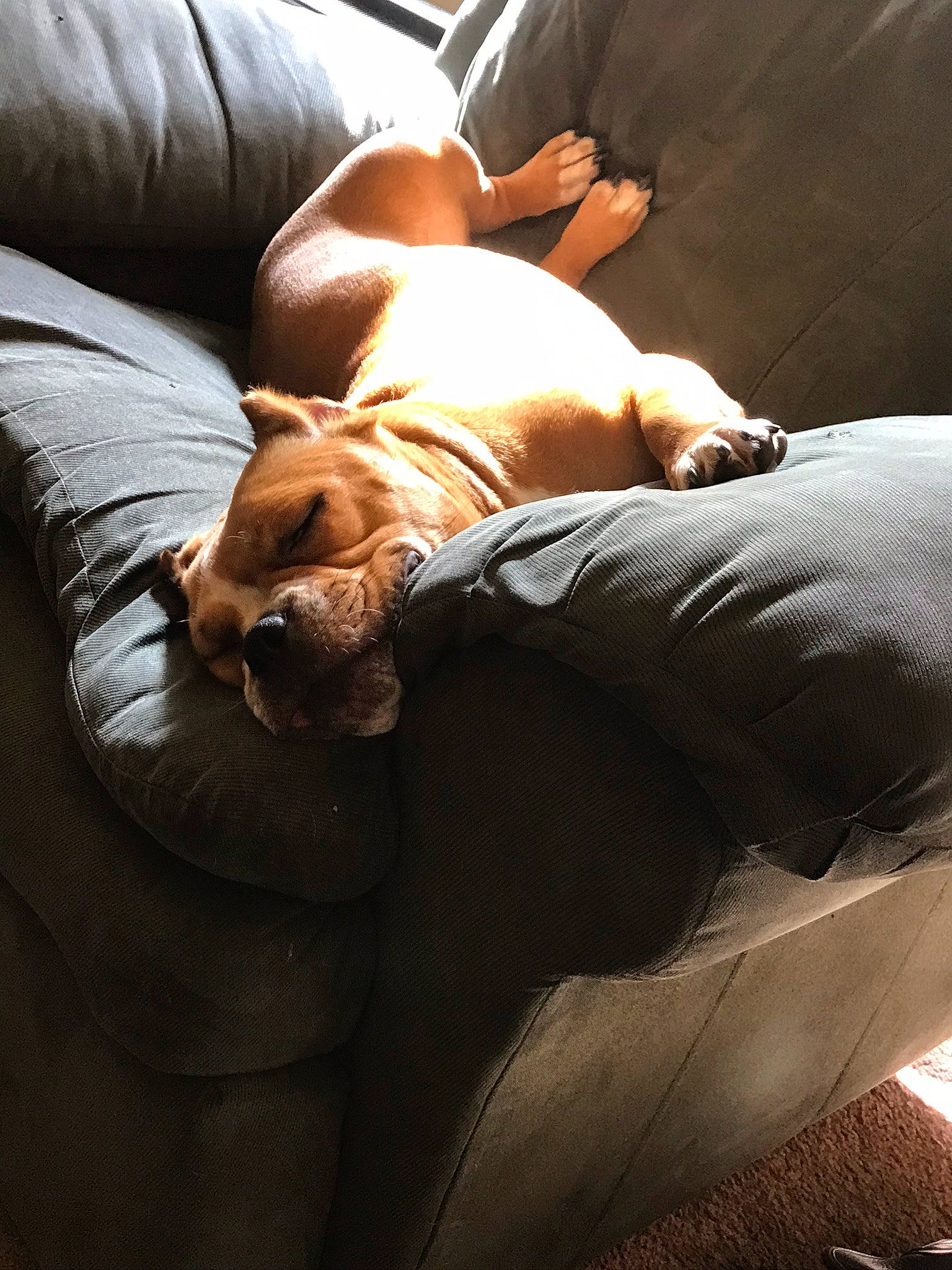 Jada joined the competition — help win amazing prizes! carnivore, comfort, companion_dog, couch, dog, dog_breed, fawn, felidae, furniture, hardwood, human_leg, knee, lap, linens, mammal, pillow, snout, sporting_group, thigh, whiskers