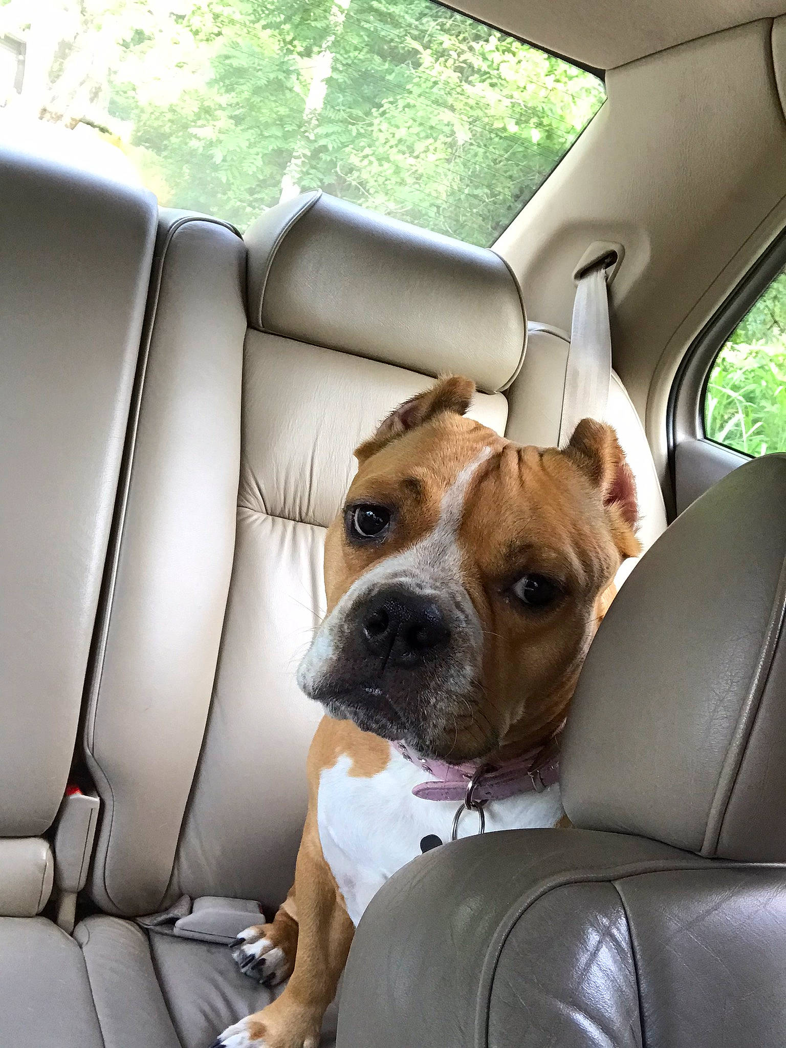 Jada joined the competition — help win amazing prizes! auto_part, automotive_design, bulldog, car, car_seat, car_seat_cover, carnivore, collar, comfort, companion_dog, dog, dog_breed, dog_collar, fawn, motor_vehicle, snout, vehicle, vehicle_door, white, window