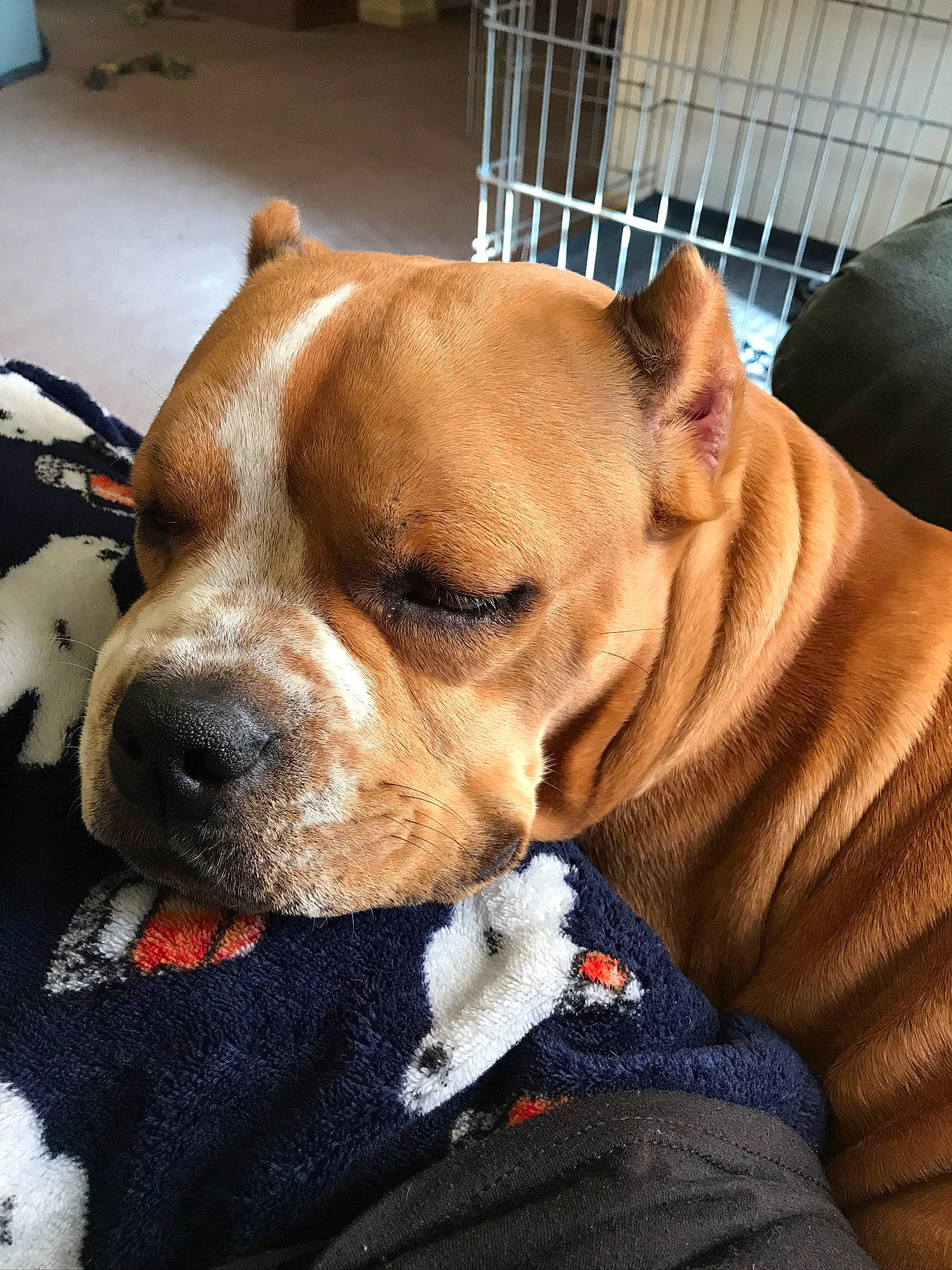 Jada is registered to the contest to win money with this photo: canidae, carnivore, collar, comfort, companion_dog, dog, dog_breed, dog_collar, dog_supply, ear, fawn, fur, liver, non_sporting_group, pet_supply, puppy, sporting_group, whiskers, working_animal, working_dog