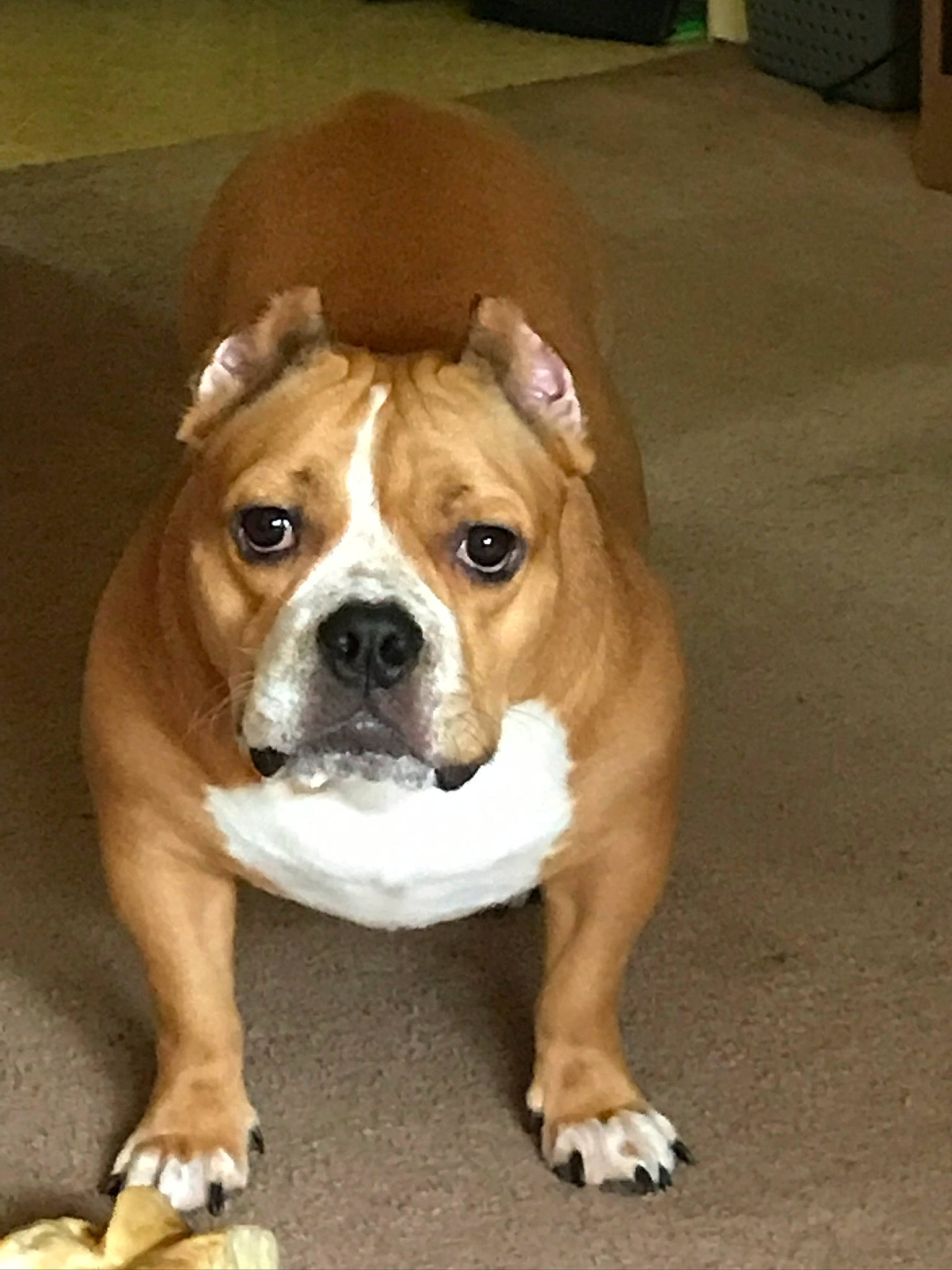 Jada is registered to the contest to win money with this photo: bulldog, canidae, carnivore, companion_dog, dog, dog_breed, fawn, flooring, non_sporting_group, old_english_bulldog, snout, sporting_group, whiskers, working_animal, working_dog, wrinkle