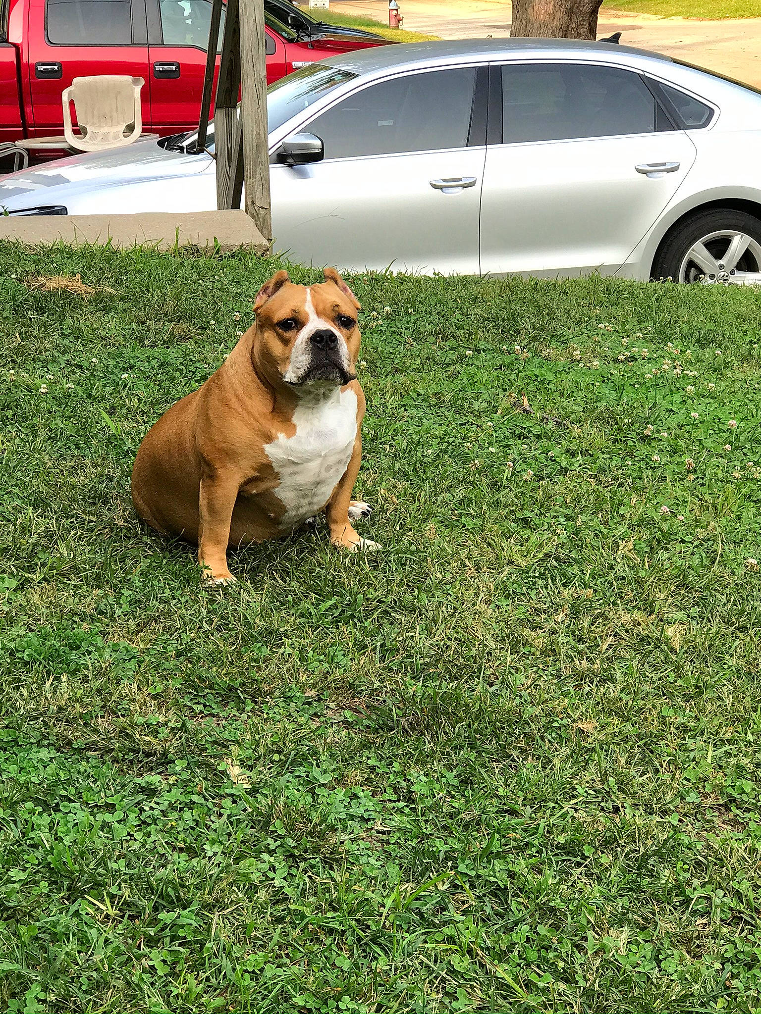 Jada joined the competition — help win amazing prizes! alloy_wheel, automotive_design, automotive_exterior, automotive_lighting, automotive_tire, car, carnivore, dog, dog_breed, fawn, fender, grass, hood, land_vehicle, plant, tire, vehicle, vehicle_door, wheel, window