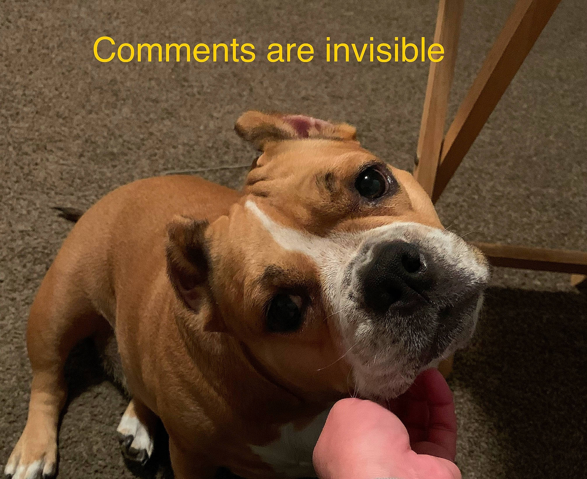 Jada joined the competition — help win amazing prizes! ancient_dog_breeds, canidae, carnivore, collar, companion_dog, dog, dog_breed, dog_collar, dog_supply, fawn, non_sporting_group, paw, pet_supply, photo_caption, snout, sporting_group, terrestrial_animal, whiskers, working_animal