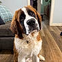 Bowie joined the competition — help win amazing prizes! dog, saint_bernard, puppy, indoor, floor, wooden_floor, pet, cute, fluffy, head_tilt, living_room, sofa, blanket, fur, ears, collar, face, expression, domestic, animal