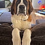 Bowie joined the competition — help win amazing prizes! dog, saint_bernard, pet, indoor, couch, paws, fur, brown, white, living_room, plant, window, cushion, floor, wood_floor, cozy, furniture, resting, looking, domestic_animal