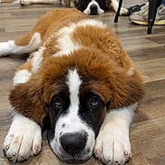 Bowie joined the competition — help win amazing prizes! dog, puppy, saint_bernard, brown, white, floor, wooden_floor, indoor, lying_down, cute, fluffy, pet, animal, relaxed, close_up, two_dogs, background, paws, head, face