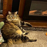 Charlie joined the competition — help win amazing prizes! animal, bag, carpet, cat, cozy, feline, fireplace, fluffy, fur, home, indoor, looking, mammal, orange_toy, pet, pillow, relaxed, resting, tabby, wood