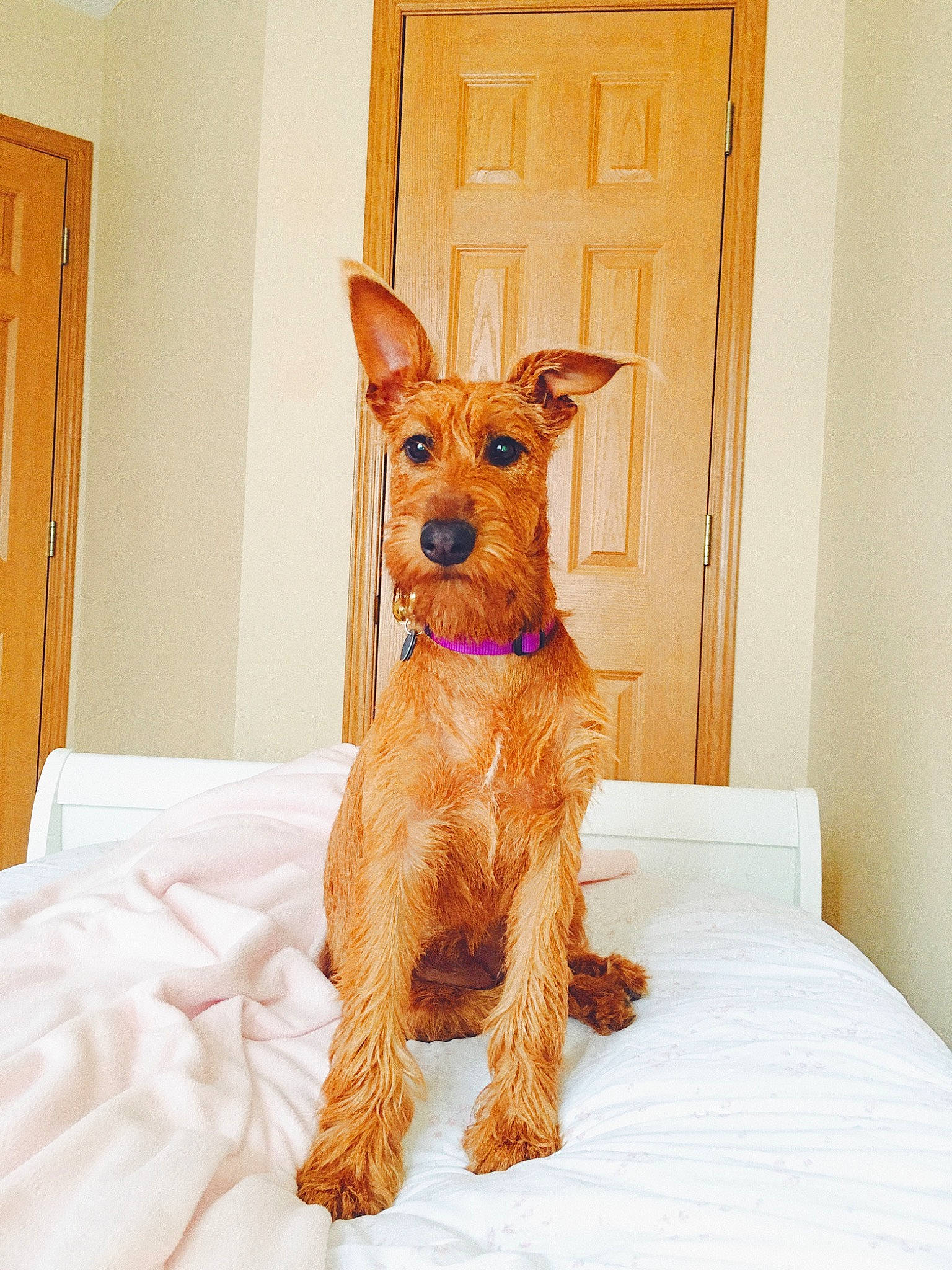 Nala is registered to the contest to win money with this photo: canidae, carnivore, companion_dog, dog, dog_breed, fawn, irish_terrier, mammal, puppy, rare_breed_dog, snout, terrier, vertebrate