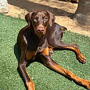 Shelby joined the competition — help win amazing prizes! doberman, dog, canine, pet, outdoor, grass, sunlight, animal, brown, black, ears, paw, resting, fence, nature, summer, domestic_animal, looking, alert, muzzle