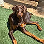 doberman, dog, canine, pet, outdoor, grass, sunlight, animal, brown, black, ears, paw, resting, fence, nature, summer, domestic_animal, looking, alert, muzzle
