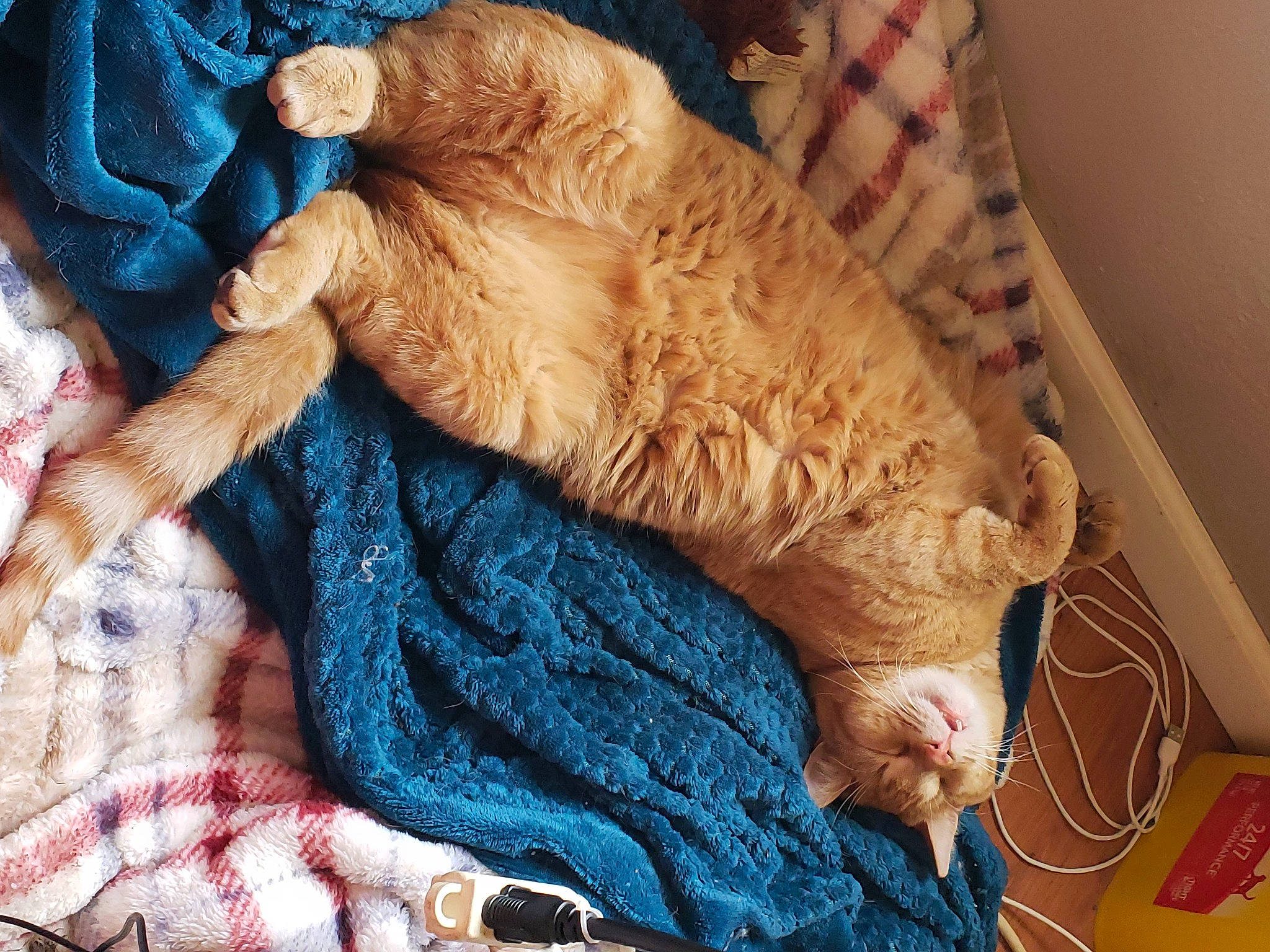 Winky is registered to the contest to win money with this photo: blue, carnivore, cat, claw, comfort, couch, domestic_short_haired_cat, electric_blue, fawn, felidae, fur, linens, pattern, small_to_medium_sized_cats, tail, textile, whiskers, wood, wool, woolen