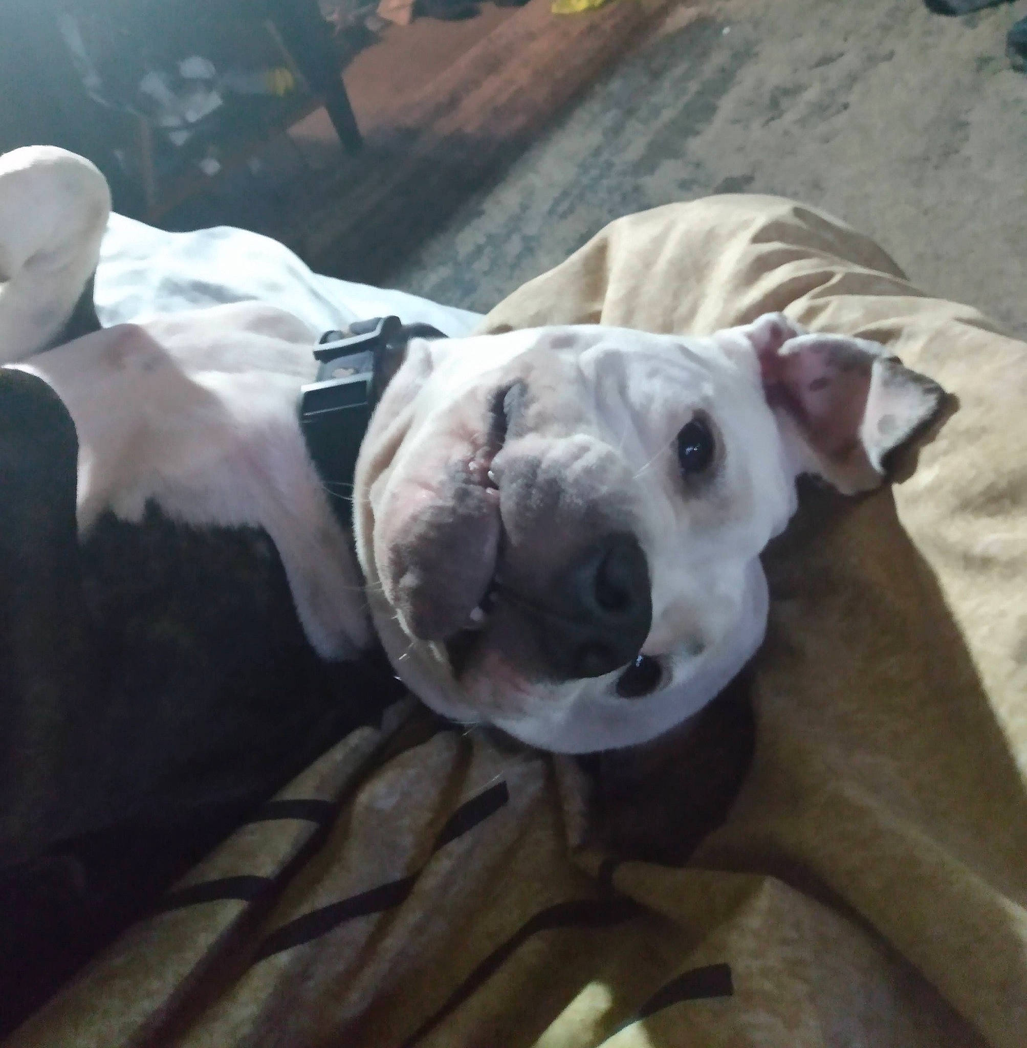 Arrow joined the competition — help win amazing prizes! canidae, carnivore, collar, companion_dog, dog, dog_breed, dog_collar, fawn, mammal, non_sporting_group, snout, sporting_group, terrestrial_animal, whiskers, working_animal