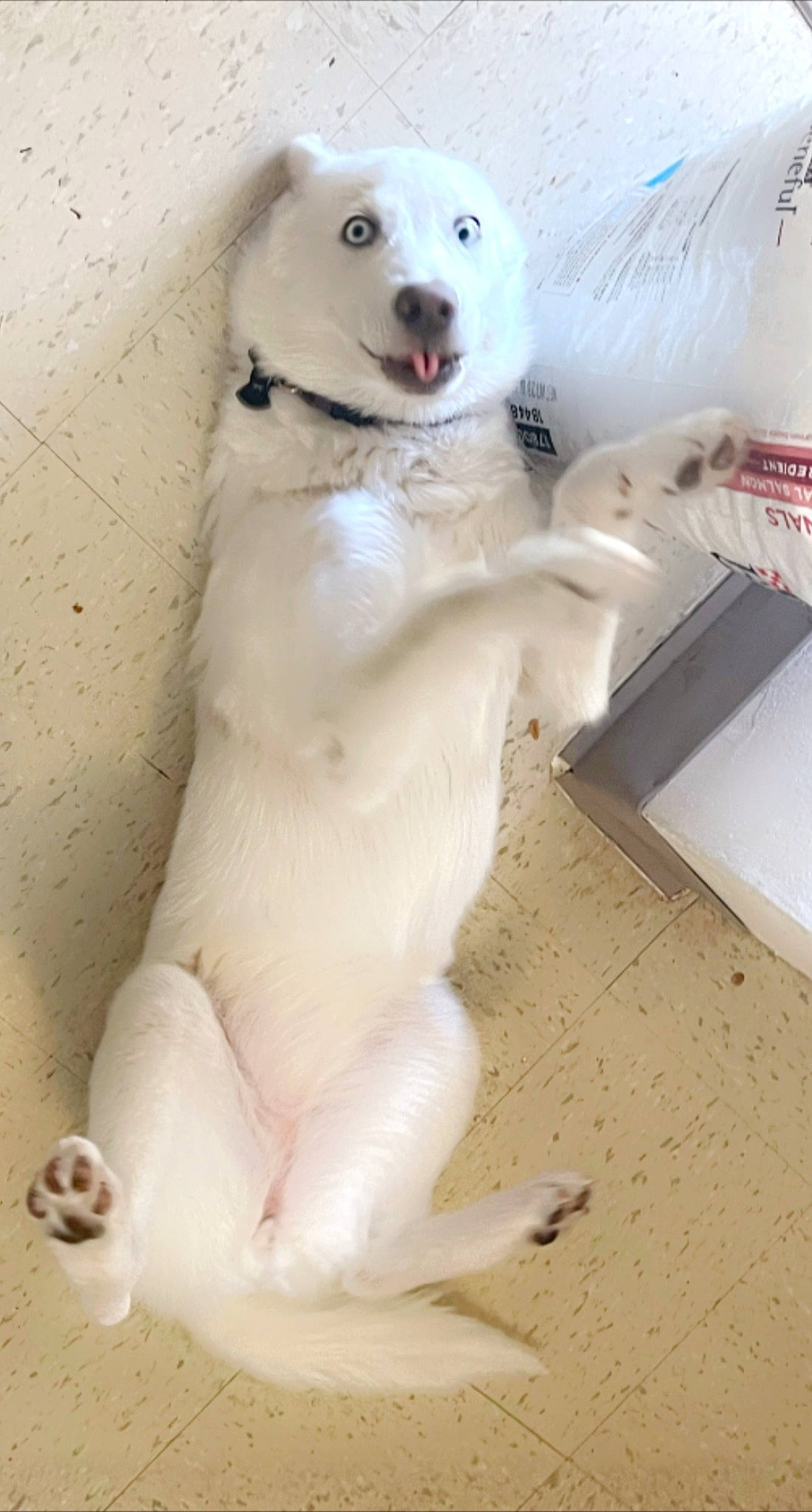 Rain is registered to the contest to win money with this photo: canidae, carnivore, claw, companion_dog, dog, dog_breed, felidae, flooring, foot, fur, liquid, paw, small_to_medium_sized_cats, snout, sporting_group, tail, terrestrial_animal, whiskers, white, working_animal