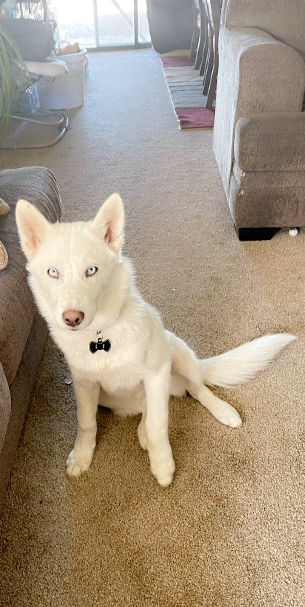 Rain joined the competition — help win amazing prizes! ancient_dog_breeds, canidae, carnivore, companion_dog, dog, dog_breed, eye, fawn, felidae, flooring, fur, paw, small_to_medium_sized_cats, snout, sporting_group, tail, terrestrial_animal, whiskers, wood, working_animal