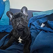 Athos participe au concours pour gagner de l'argent avec cette photo : animal, black_dog, blanket, cozy, curious, cushion, cute, dog, domestic, french_bulldog, home, indoor, lying_down, pet, puppy, relaxed, sofa, soft_lighting, white_patch, wide_eyes