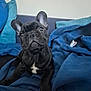 animal, black_dog, blanket, cozy, curious, cushion, cute, dog, domestic, french_bulldog, home, indoor, lying_down, pet, puppy, relaxed, sofa, soft_lighting, white_patch, wide_eyes