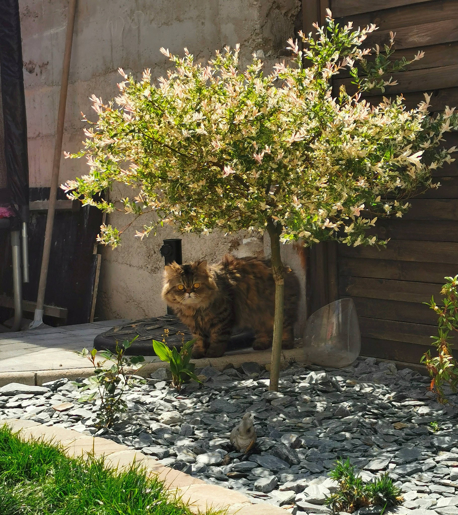 Pumbaa a rejoint le concours — aidez-le/la à gagner de superbes lots ! branch, building, facade, flower, grass, groundcover, house, landscape, neighbourhood, plant, residential_area, road, road_surface, shade, shrub, sunlight, twig, vegetation, wall, woody_plant