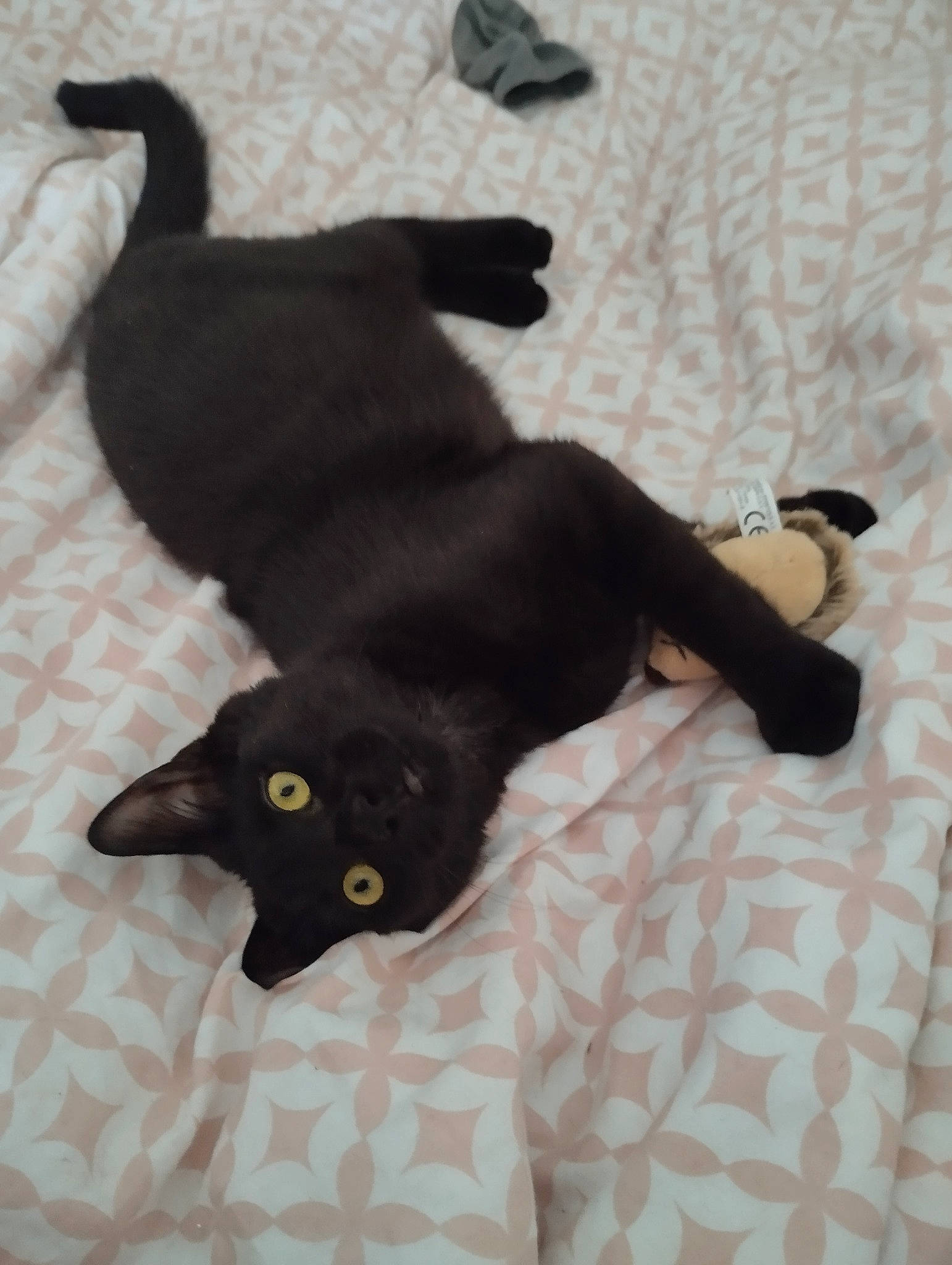 Bobby participe au concours pour gagner de l'argent avec cette photo : black_cat, bombay, canidae, carnivore, cat, comfort, dog_breed, domestic_short_haired_cat, felidae, fur, grey, linens, pattern, plant, small_to_medium_sized_cats, snout, sporting_group, tail, terrestrial_animal, whiskers