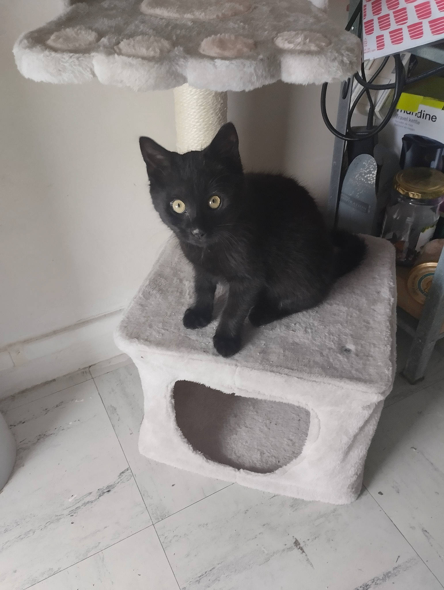 Bobby participe au concours pour gagner de l'argent avec cette photo : black_cat, bombay, carnivore, cat, cat_supply, comfort, domestic_short_haired_cat, felidae, flooring, fur, grey, lamp, monochrome_photography, paw, pet_supply, room, small_to_medium_sized_cats, snout, tail, whiskers