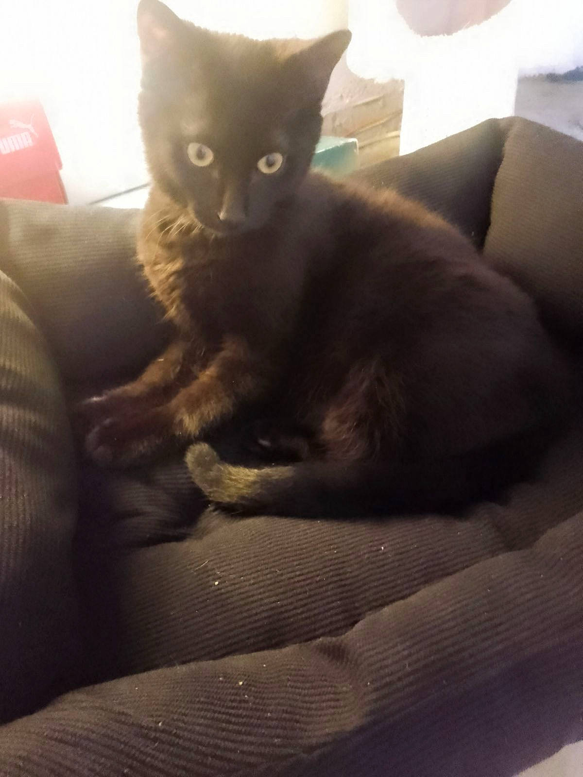 Bobby participe au concours pour gagner de l'argent avec cette photo : black_cat, box, carnivore, cat, claw, comfort, couch, domestic_short_haired_cat, felidae, fur, grey, human_leg, paw, room, sitting, small_to_medium_sized_cats, snout, tail, whiskers