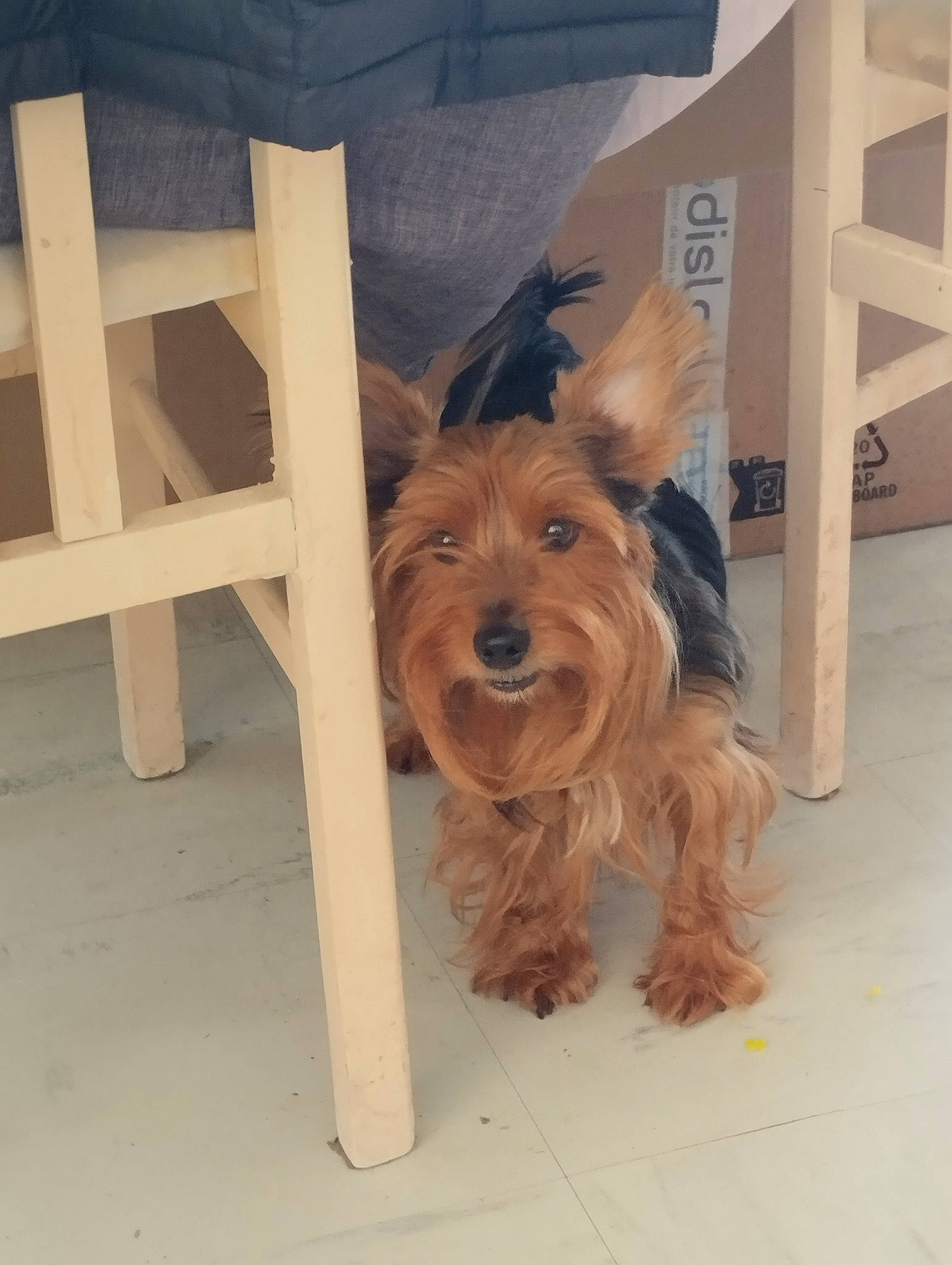 Popy Stella participe au concours pour gagner de l'argent avec cette photo : biewer_terrier, canidae, carnivore, companion_dog, dog, dog_breed, dog_supply, flooring, fur, hardwood, liver, pet_supply, small_terrier, snout, sporting_group, terrier, toy_dog, water_dog, wood, working_animal