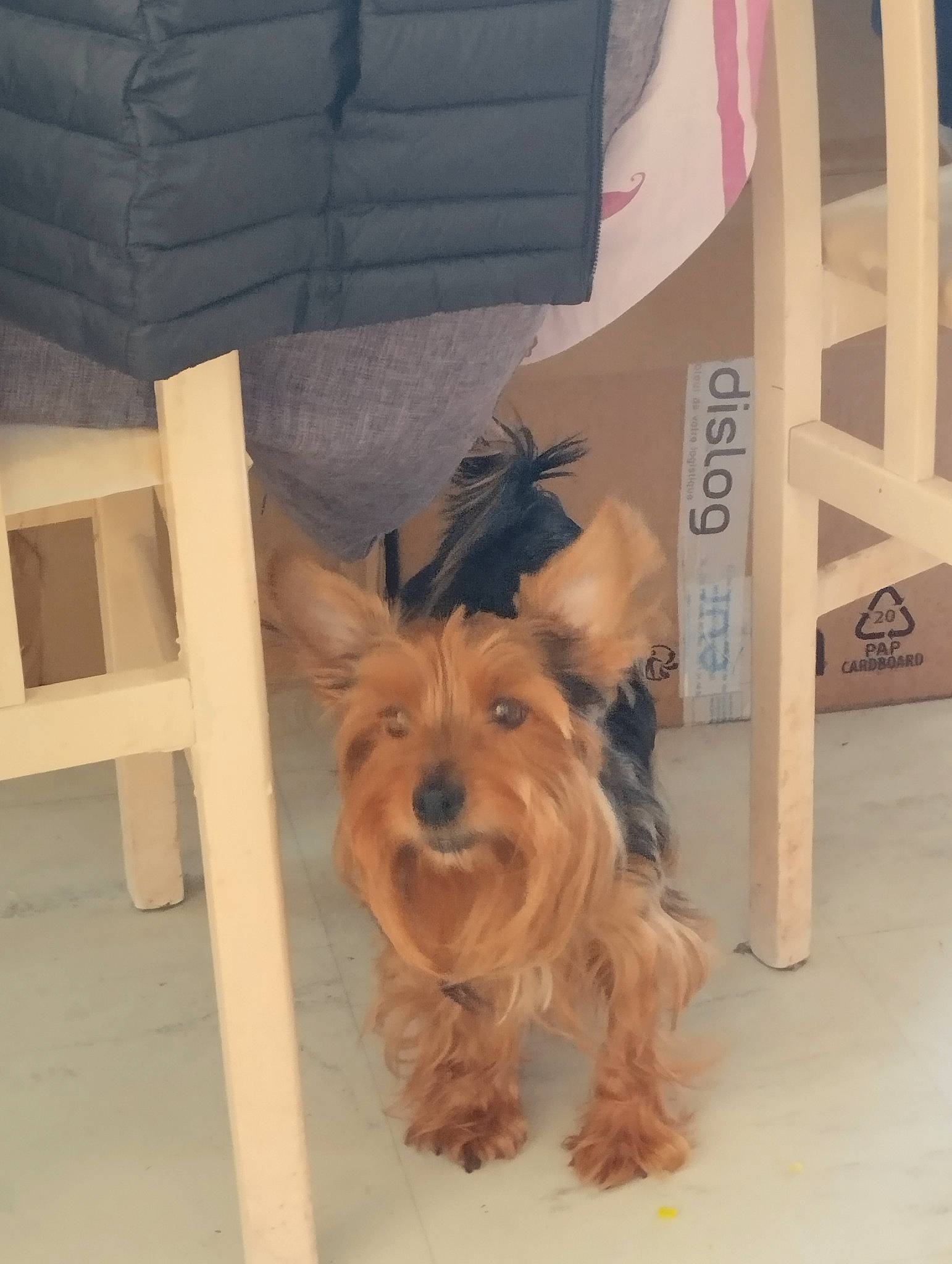 Popy Stella a rejoint le concours — aidez-le/la à gagner de superbes lots ! canidae, carnivore, chair, companion_dog, dog, dog_breed, dog_supply, fawn, flooring, fur, liver, pet_supply, small_terrier, snout, sporting_group, terrier, toy_dog, wood, working_animal, yorkipoo