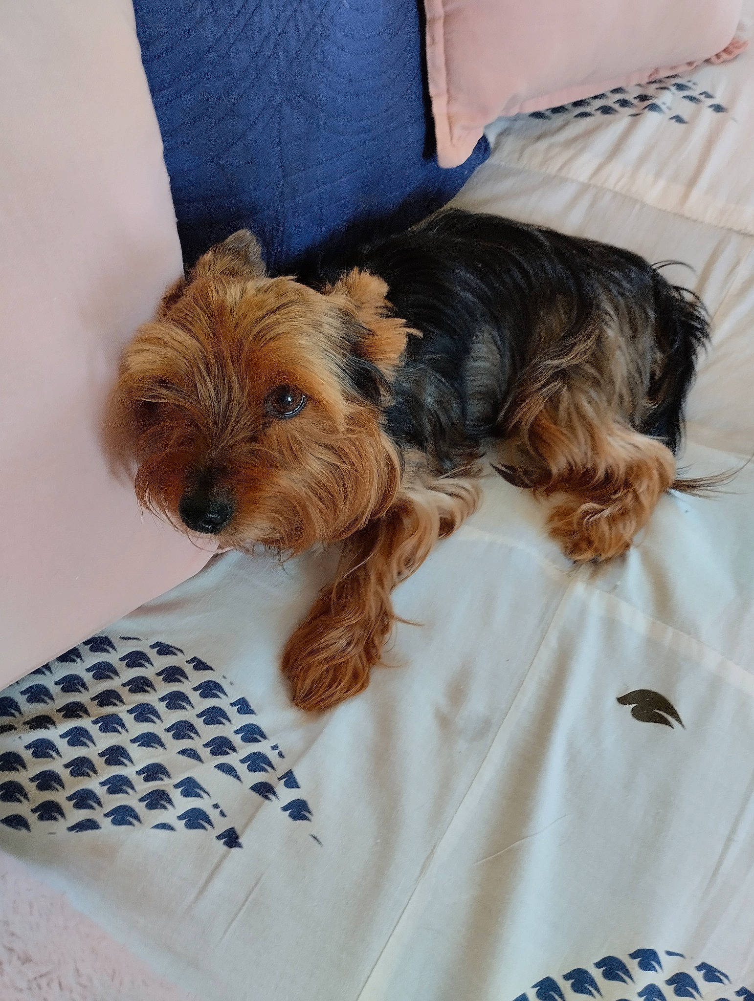 Popy Stella a rejoint le concours — aidez-le/la à gagner de superbes lots ! blue, carnivore, comfort, companion_dog, dog, dog_breed, dog_clothes, dog_supply, fawn, hat, liver, pet_supply, sleeve, small_terrier, snout, sporting_group, terrier, toy_dog, working_animal, yorkshire_terrier