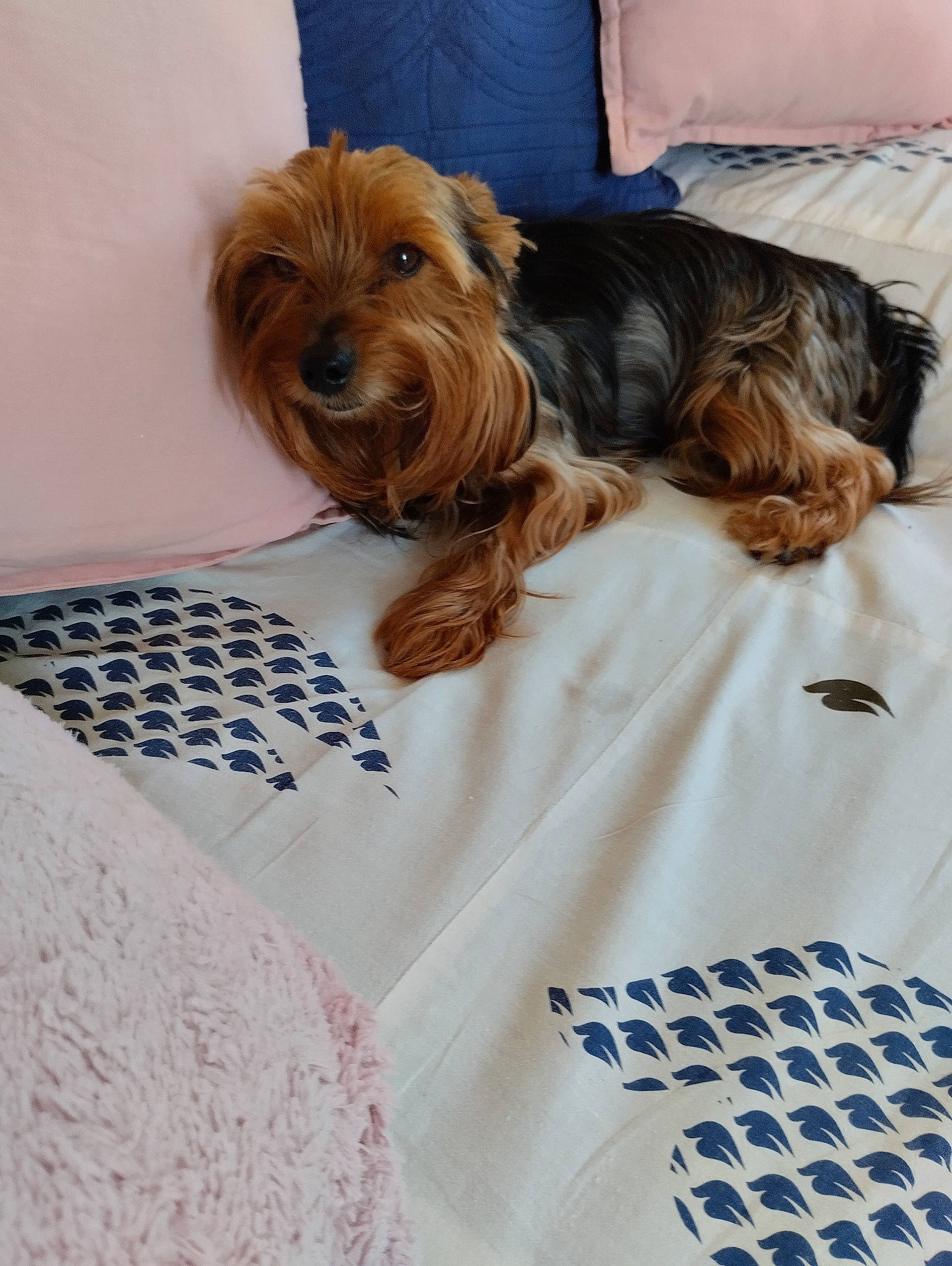 Popy Stella participe au concours pour gagner de l'argent avec cette photo : bed, bedding, blue, carnivore, comfort, companion_dog, dog, dog_breed, dog_supply, fawn, fur, linens, liver, pet_supply, sleeve, small_terrier, snout, sporting_group, toy_dog, working_animal