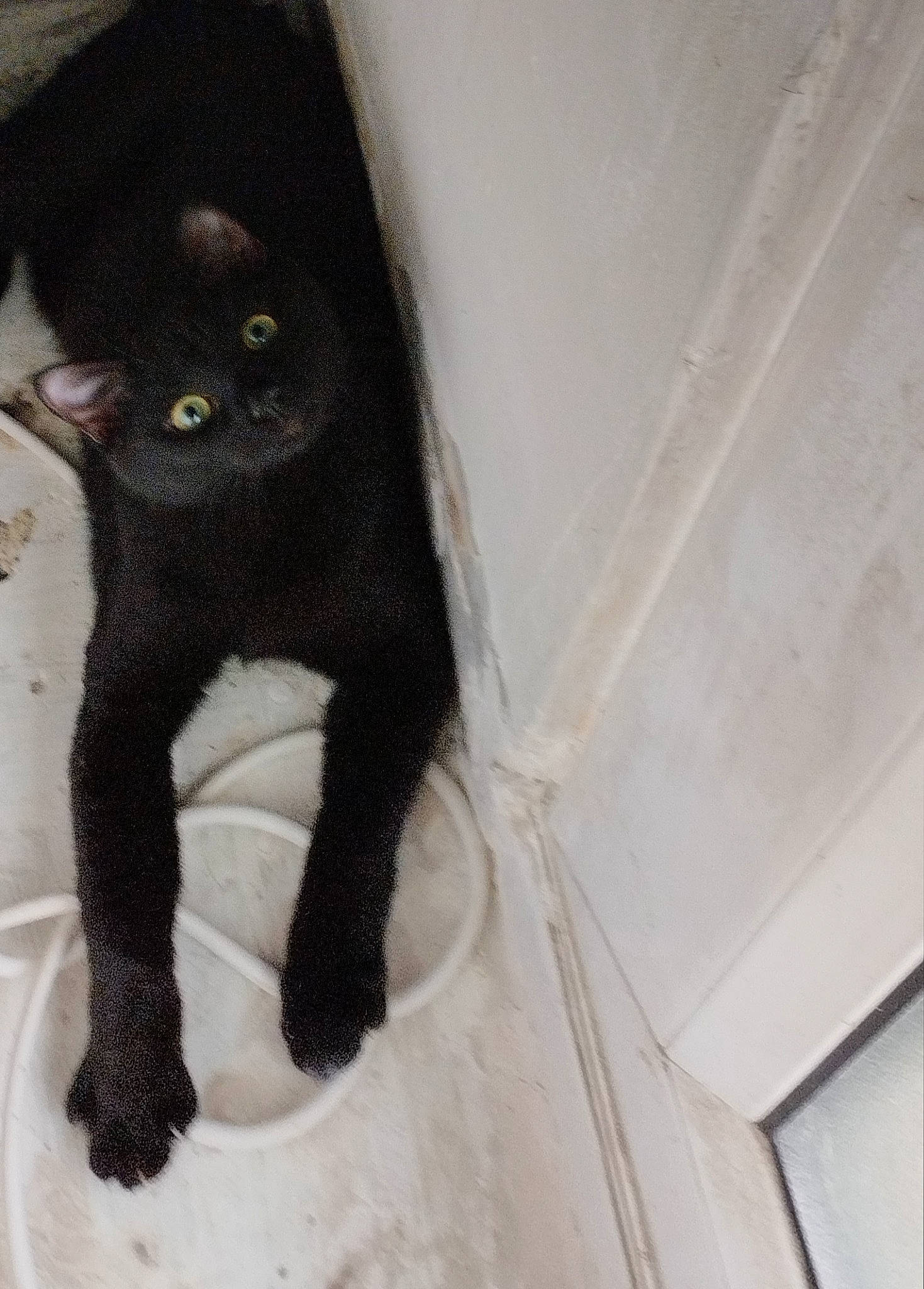 Lilly a rejoint le concours — aidez-le/la à gagner de superbes lots ! black_cat, bombay, carnivore, cat, claw, domestic_short_haired_cat, felidae, fur, havana_brown, paw, small_to_medium_sized_cats, snout, tail, whiskers