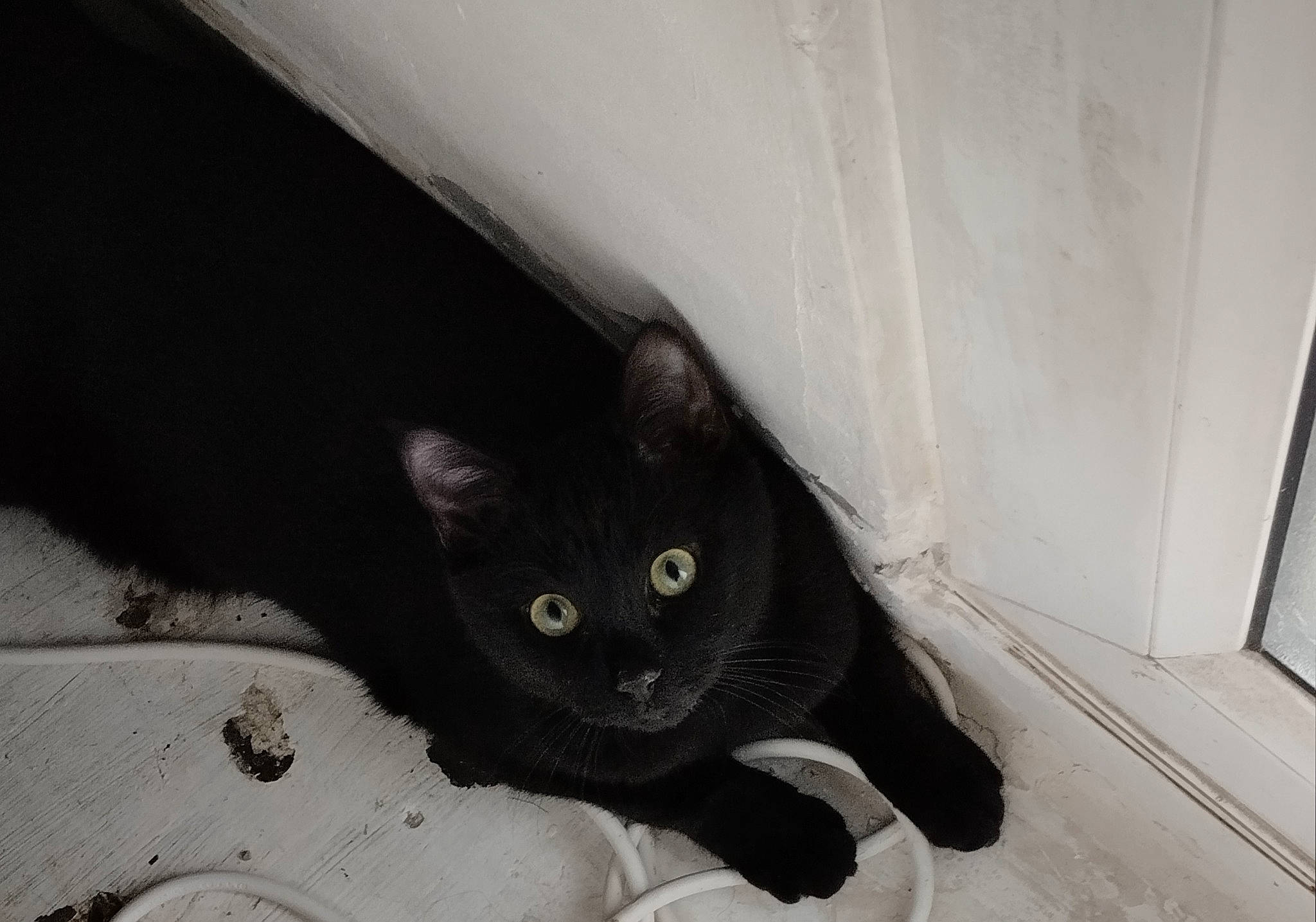 Lilly a rejoint le concours — aidez-le/la à gagner de superbes lots ! black_cat, bombay, carnivore, cat, domestic_short_haired_cat, felidae, flooring, fur, grey, hardwood, paw, small_to_medium_sized_cats, snout, tail, terrestrial_animal, whiskers, wood