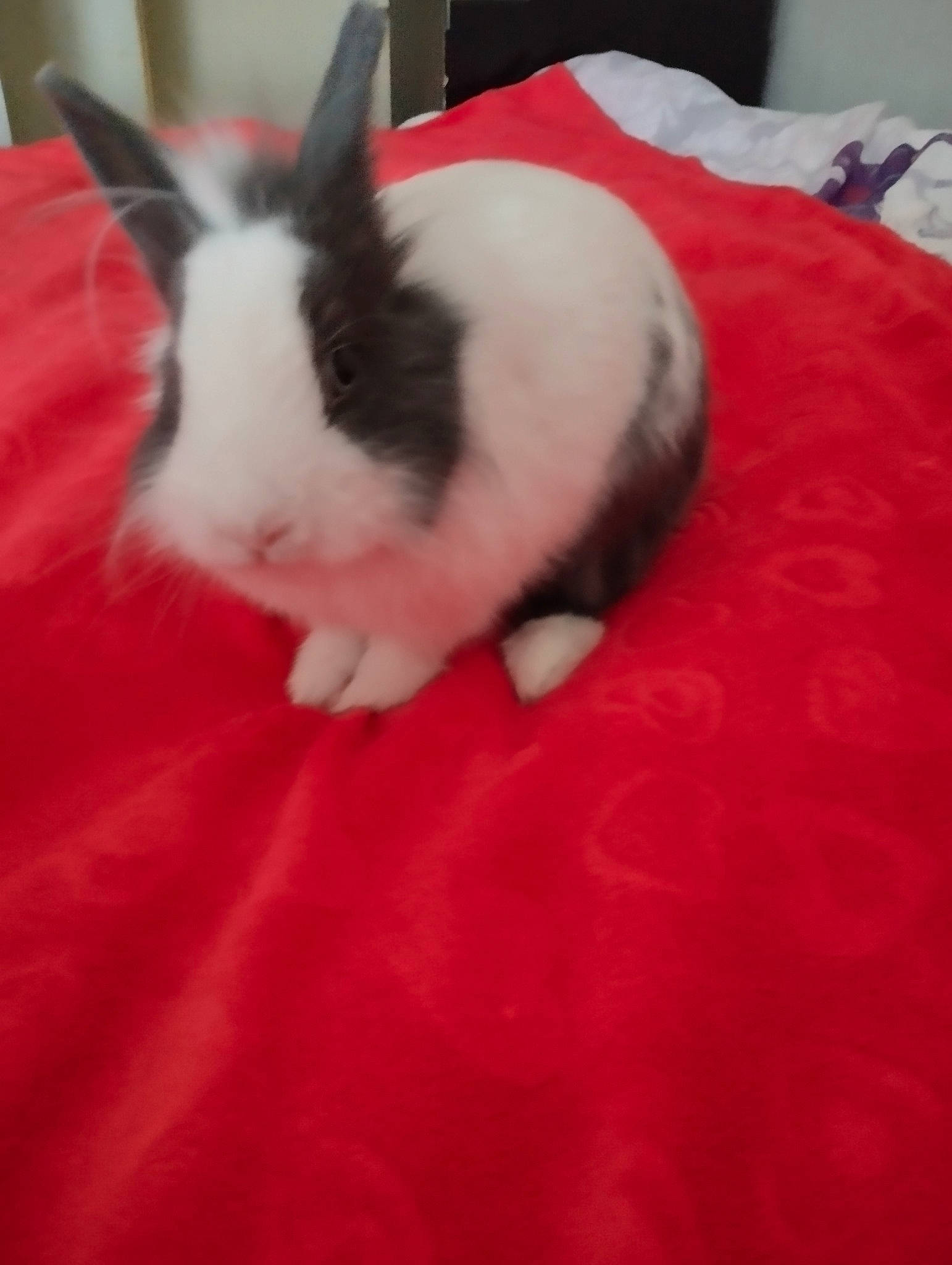 Lucas a rejoint le concours — aidez-le/la à gagner de superbes lots ! carmine, comfort, companion_dog, dog_breed, domestic_rabbit, ear, event, eye, foot, fur, human_leg, rabbit, rabbits_and_hares, snout, tail, terrestrial_animal, whiskers