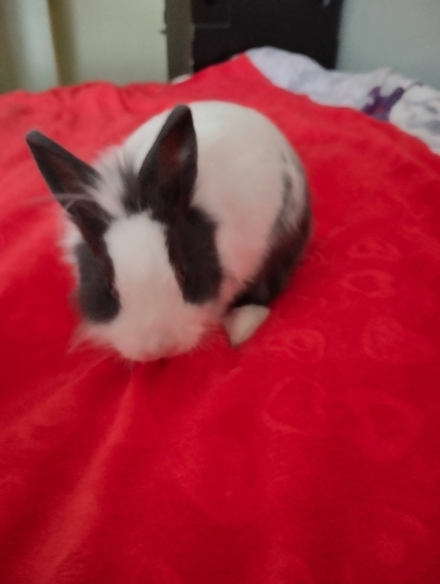 Lucas a rejoint le concours — aidez-le/la à gagner de superbes lots ! canidae, carmine, carnivore, comfort, companion_dog, dog, dog_breed, ear, eye, fawn, felidae, fur, head, paw, small_to_medium_sized_cats, snout, sporting_group, tail, whiskers, working_animal