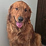 Kenny is registered to the contest to win money with this photo: dog, golden_retriever, pet, animal, indoor, fur, tongue_out, happy, portrait, sitting, canine, friendly, companion, mammal, cute, domestic_animal, brown_fur, looking, closeup, house