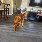 Kenny joined the competition — help win amazing prizes! dog, golden_retriever, floor, living_room, television, cabinet, plant, bar_stool, wood_floor, wall, indoor, furniture, home, pet, curtain, basket, decor, light_switch, window, sniffing