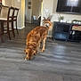 dog, golden_retriever, floor, living_room, television, cabinet, plant, bar_stool, wood_floor, wall, indoor, furniture, home, pet, curtain, basket, decor, light_switch, window, sniffing