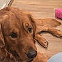 Kenny joined the competition — help win amazing prizes! golden_retriever, dog, pet, indoor, flooring, wooden_floor, toy, pink, polka_dot, animal, canine, mammal, lying_down, close_up, face, fur, nose, ears, paw, looking_up