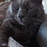 Pablo participe au concours pour gagner de l'argent avec cette photo : animal, cat, close_up, couch, feline, fluffy, gray_cat, green_eyes, home, indoor, pet, photography, pointed_ears, portrait, relaxed, serious_expression, sitting, text_overlay, whiskers, worksheet