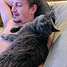 cat, couch, cozy, cuddling, ears, eyes, feline, fluffy, furniture, gray_cat, home, indoor, lap, long_hair, person, pet, portrait, relaxed, sitting, whiskers