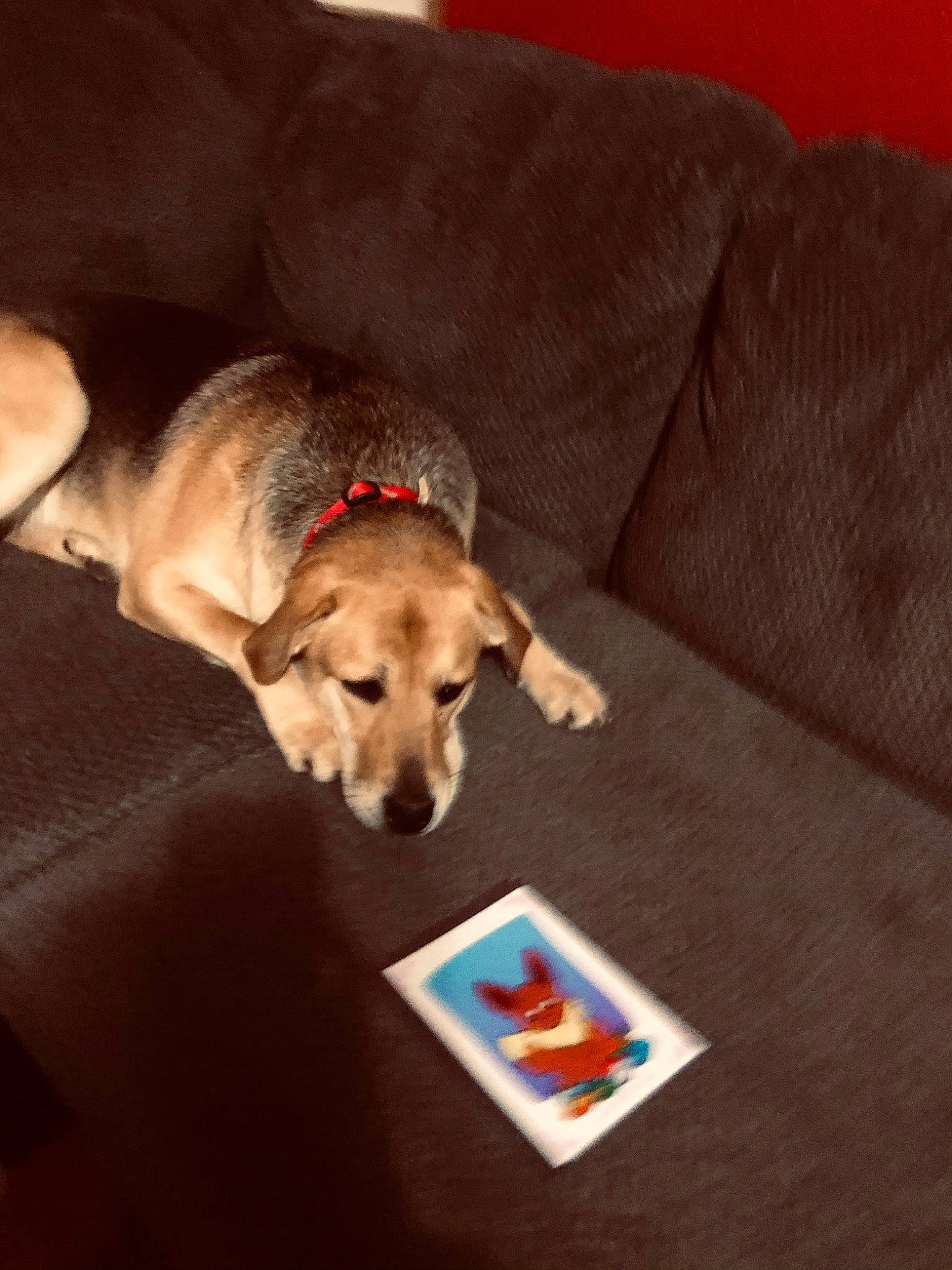 Sasha joined the competition — help win amazing prizes! canidae, carnivore, comfort, companion_dog, couch, dog, dog_breed, dog_supply, fawn, flooring, hardwood, laptop, linens, paw, pet_supply, rectangle, room, tail, wood, working_animal