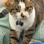 Sebastian joined the competition — help win amazing prizes! animal, blanket, cat, close_up, collar, cozy, cute, domestic_cat, feline, focused, front_paws, fur, green_eyes, indoor, laying, pet, relaxed, soft_texture, tabby, whiskers