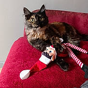 Winter a rejoint le concours — aidez-le/la à gagner de superbes lots ! cat, tortoiseshell, plush_couch, red_couch, toy, elf_doll, striped_legs, wide_eyes, curious, indoor, pet, feline, fur, whiskers, claws, relaxed, holiday, decor, playing, cozy
