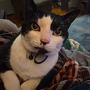 Boots is registered to the contest to win money with this photo: cat, black_and_white, green_eyes, pink_nose, close_up, indoor, blanket, feline, pet, whiskers, collar, cozy, living_room, curious, relaxed, fur, animal, domestic_cat, portrait, comfort