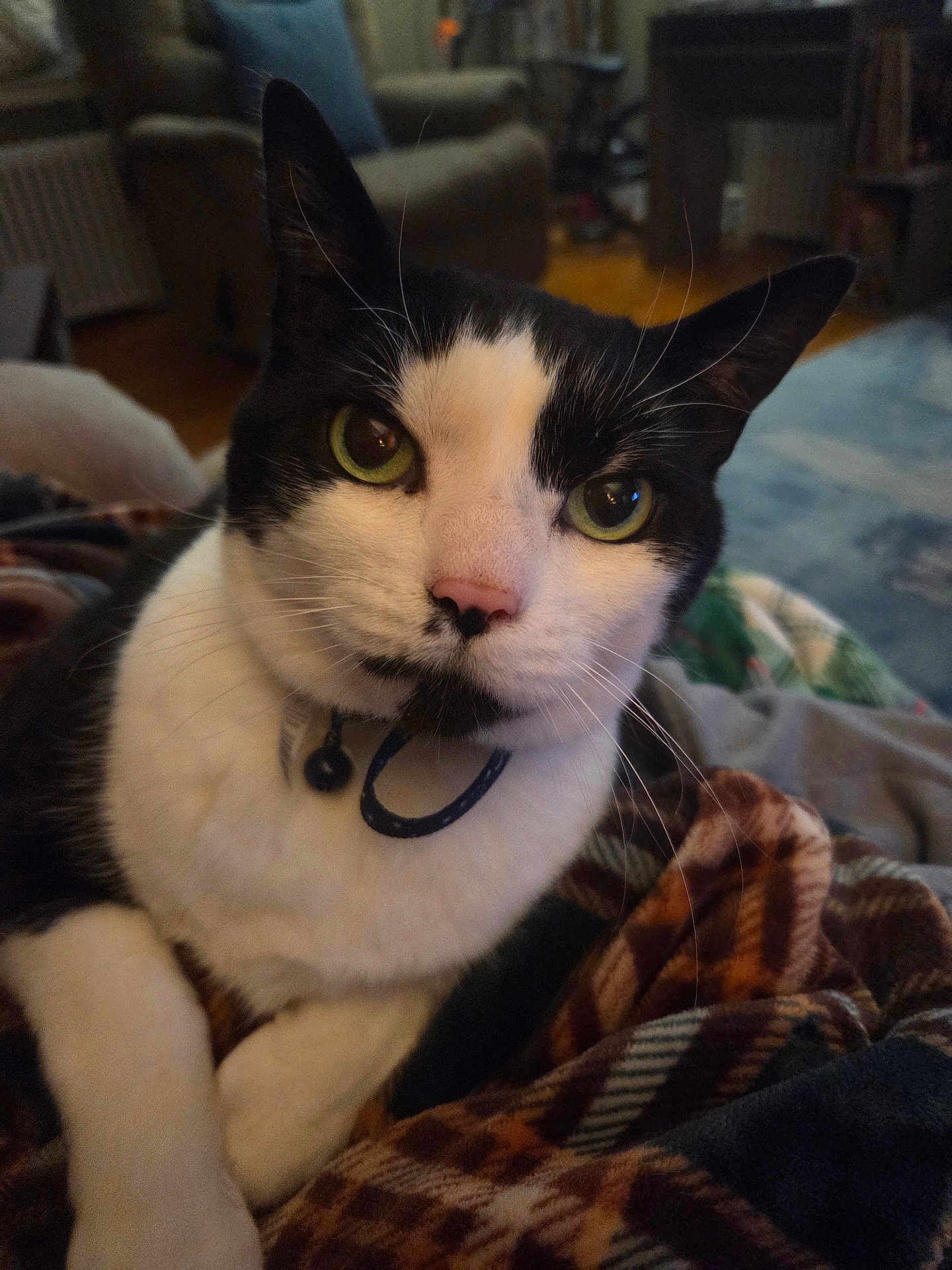 Boots is registered to the contest to win money with this photo: cat, black_and_white, green_eyes, pink_nose, close_up, indoor, blanket, feline, pet, whiskers, collar, cozy, living_room, curious, relaxed, fur, animal, domestic_cat, portrait, comfort