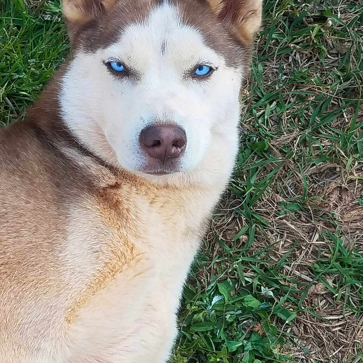 Freya is registered to the contest to win money with this photo: alert, animal, blue_eyes, canine, close_up, dog, ears, expression, fur, grass, husky, laying_down, mammal, nature, nose, outdoor, pet, portrait, snout, whiskers