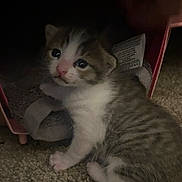 Chud is registered to the contest to win money with this photo: kitten, cat, young, fur, whiskers, carpet, indoor, pet, cute, small, pink, container, towel, exploring, animal, feline, closeup, soft, domestic, curious